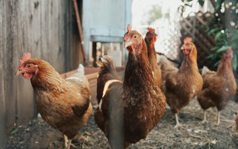 Reform UK, Chlorinated Chicken, and the Trump Connection: Whose Side Are They Really On?