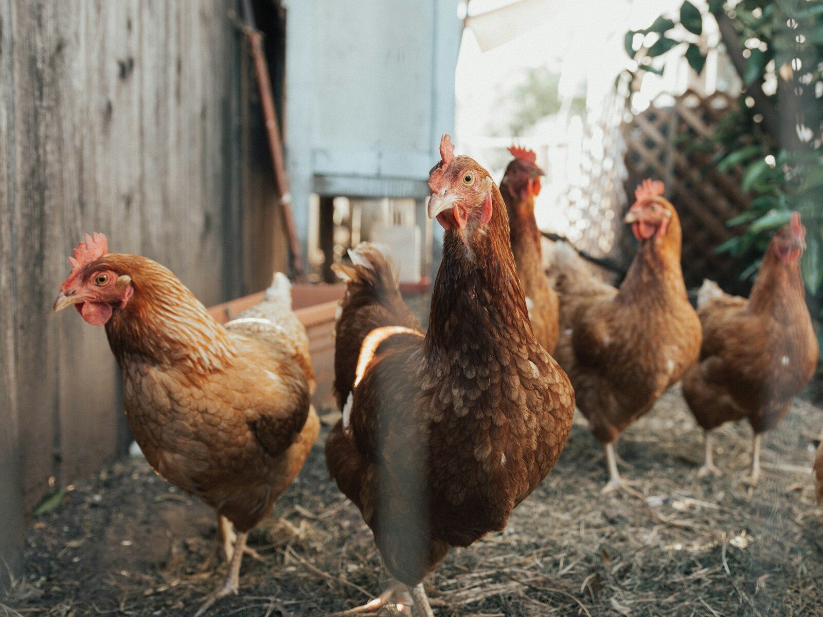 Reform UK, Chlorinated Chicken, and the Trump Connection: Whose Side Are They Really On?
